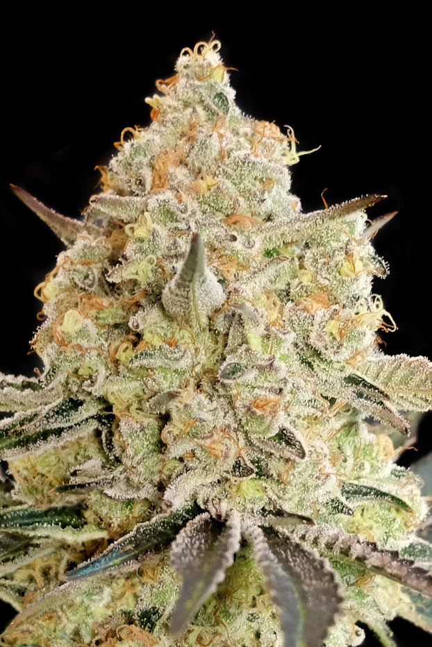 Apple Fritter THC Pot Plant Hybrid