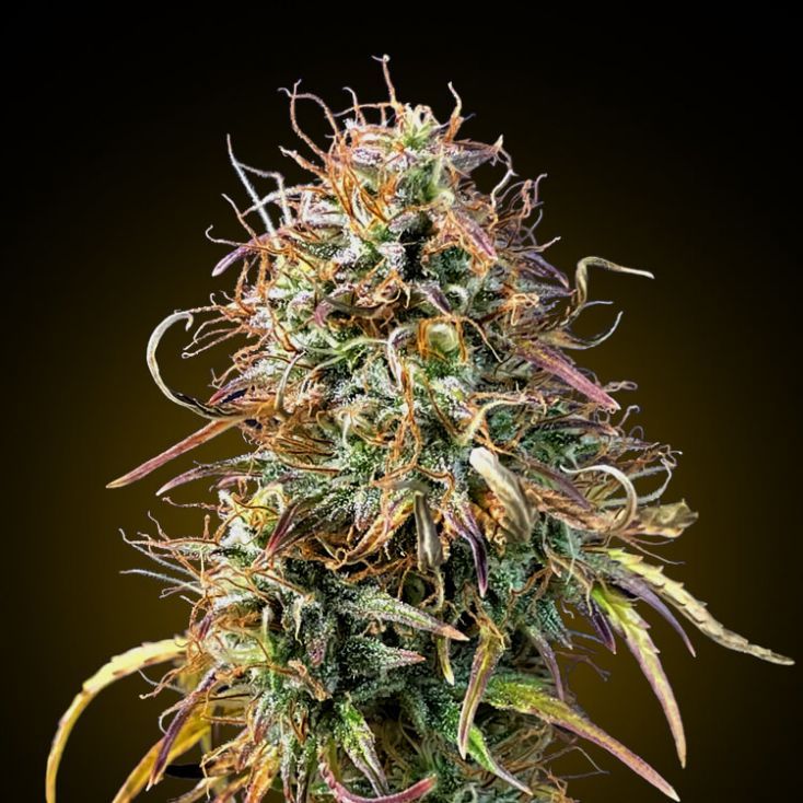 Hybrid Mimosa Marijuana Plant