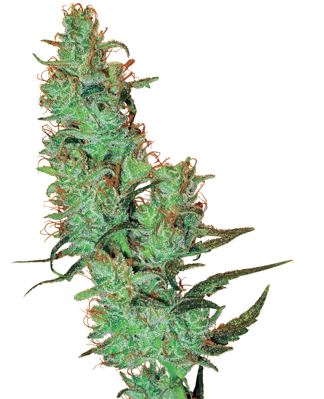 Jack Herer Sativa Pot Plant 