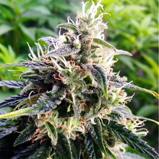 Northern Lights Marijuana Plant Indica