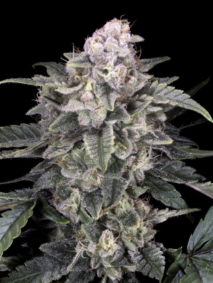 Slurricane Indica Marijuana Plant with leaves and buds